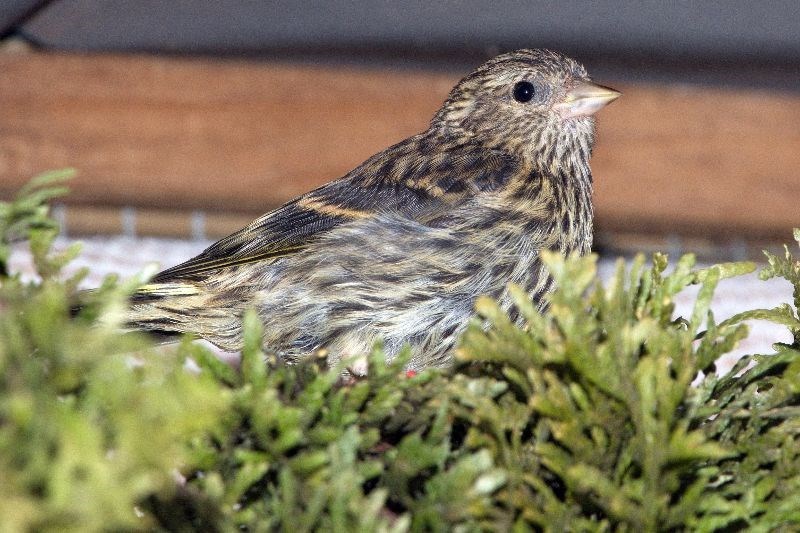 bird pine siskins