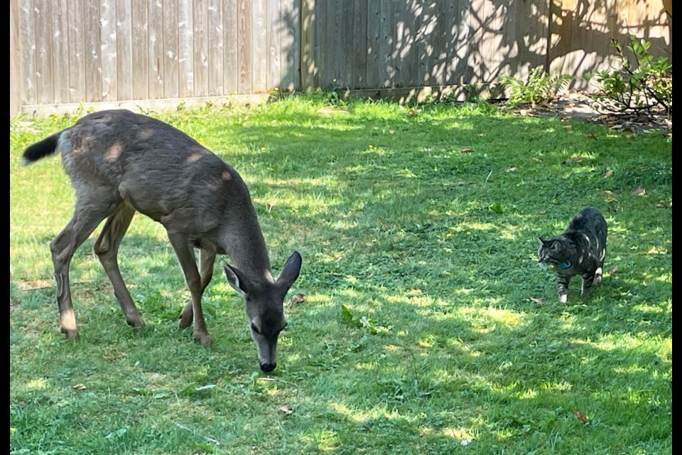 New Westminster's wandering deer stopped in  Jason Burrows' yard, where his cat was less than impressed by the newcomer.