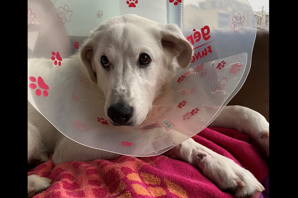 This is Elsie, wearing the cone of shame to protect the stitches she got Tuesday after going on an adventure when she escaped from her harness on Monday night. Her owner is now trying to track down the kind stranger who saved Elsie.