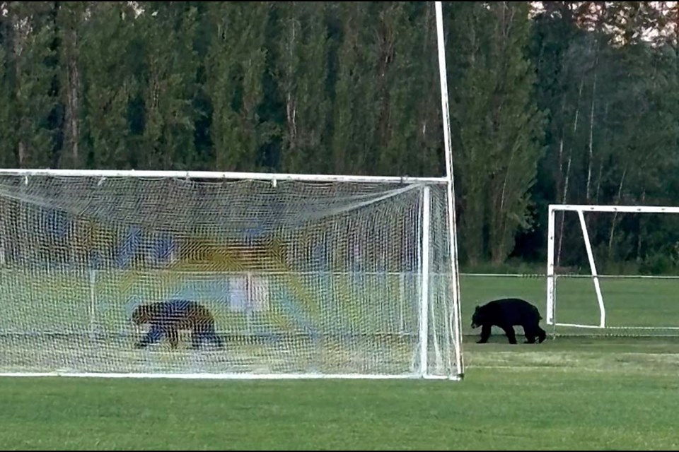 A women's Gaelic football game at Burnaby Lake was cancelled last week after two bears wandered onto the pitch.