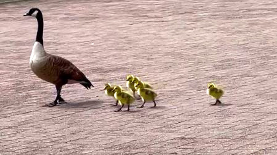 geese family stroll