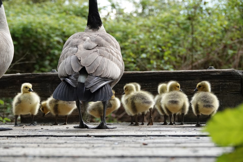geese row