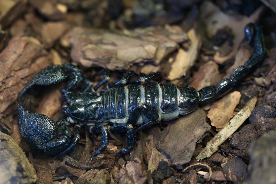 gettyimagesscorpionweb