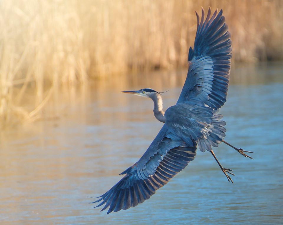 Great Blue Heron