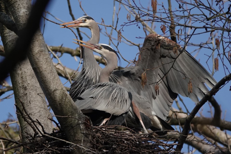 herons-burnaby-deer-lake-glen-govier