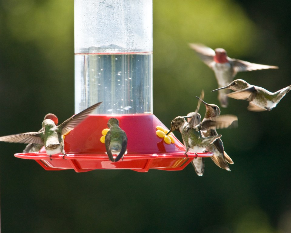 hummingbirds at feeder