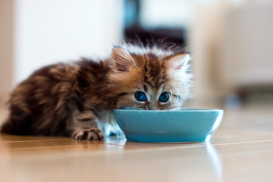 hungrykittenwithfoodbowl