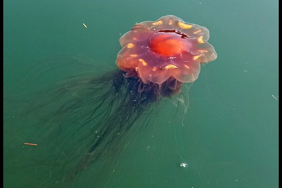 This lion's mane jellyfish was photographed drifting near the swimming area near Barnet Marine Park.