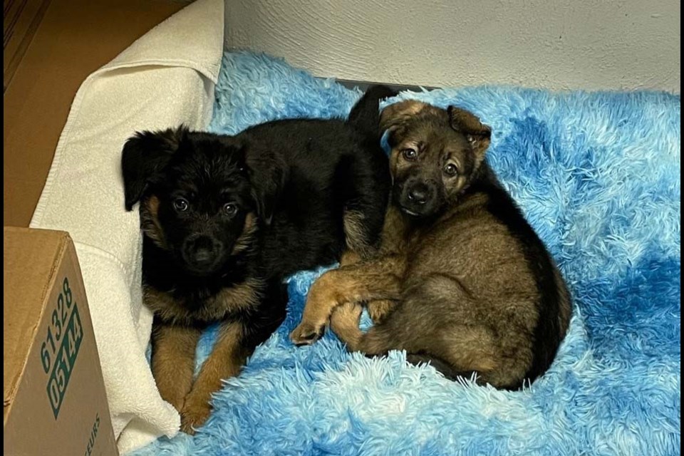 Koda and Tia were found abandoned in the bushes of Byrne Creek Park in Burnaby.