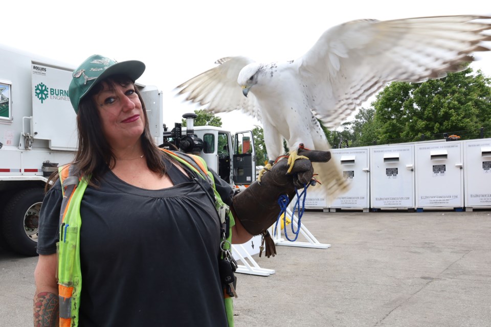 Laura Lankford, bird control officer with Falcon Bird Control, and gyrfalcon Betty White work at Burnaby's Eco-Centre. Staff hawks and falcons ward off pest birds like seagulls and crows which scavenge the food scraps pile at the recycling depot.