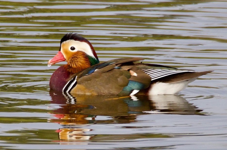 A local photographer thinks this duck is the offspring of the Mandarin duck.