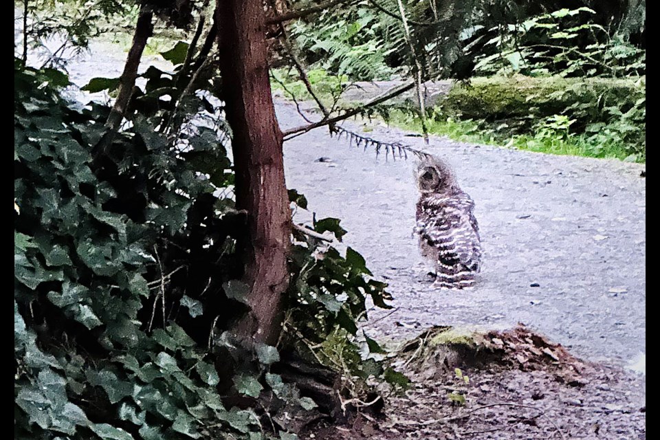 A Burnaby resident raising the alarm about an aggressive owl in Squint Lake Park captured a photo of the alleged culprit.