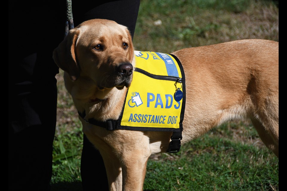 PADS trainee Mercedes is pictured at a news conference at the Robert Burnaby Park pickleball courts Wednesday. 