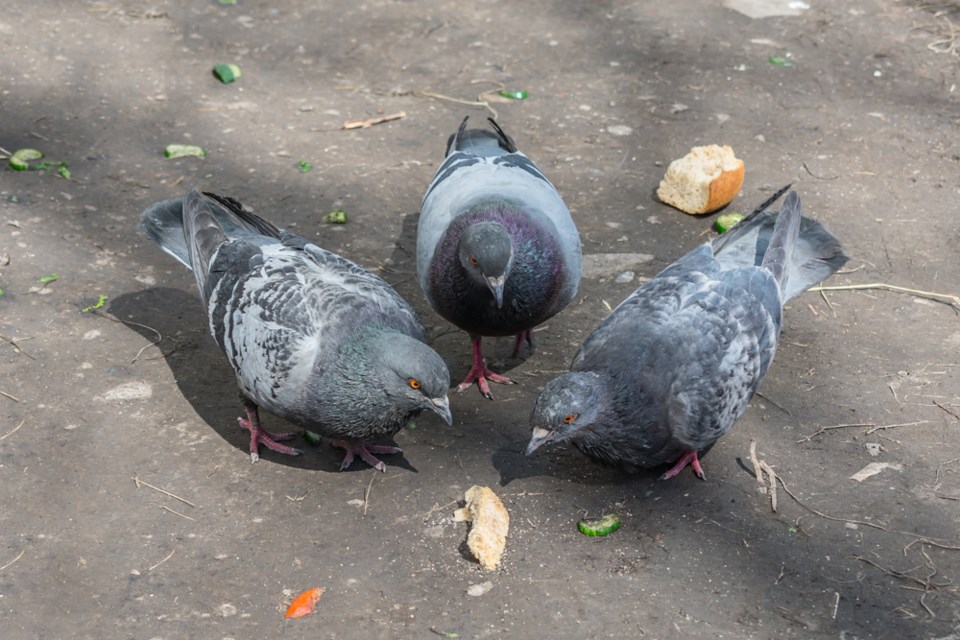 pigeonseatinggarbage