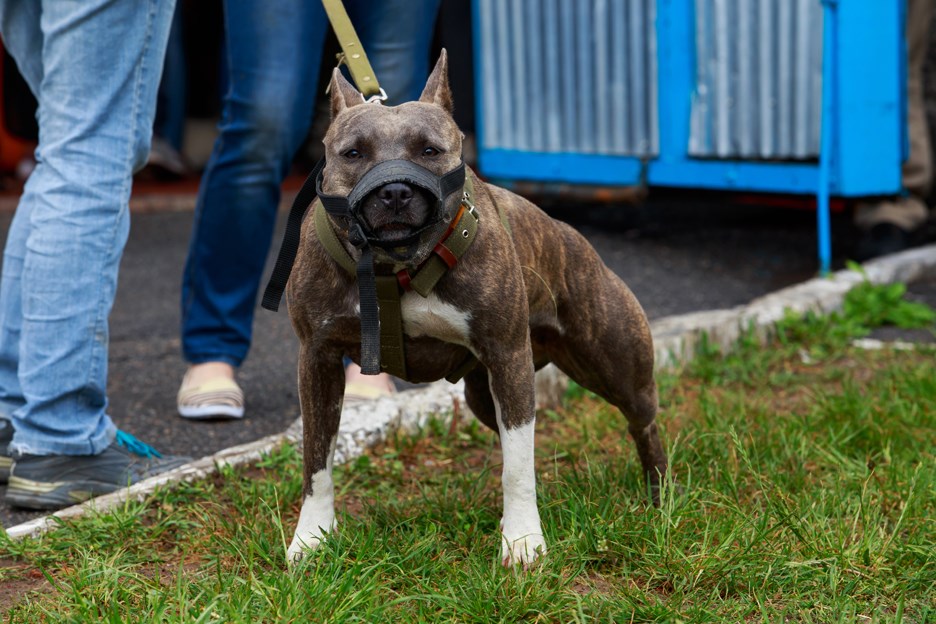 pitbull pit bull dog