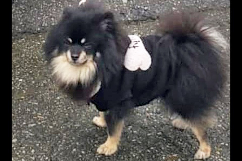 Peggles the Pomeranian has been reunited with his owners after being seized from a stolen SUV by Burnaby RCMP. 