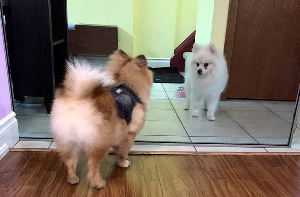 Pomeranians Luna, left, and Bonzai were seized by police in an alleged puppy-killing case in Burnaby. 