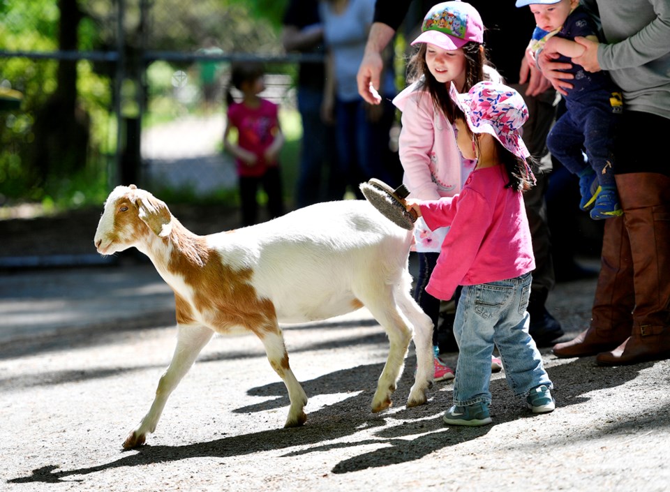 queensparkpettingfarm2019