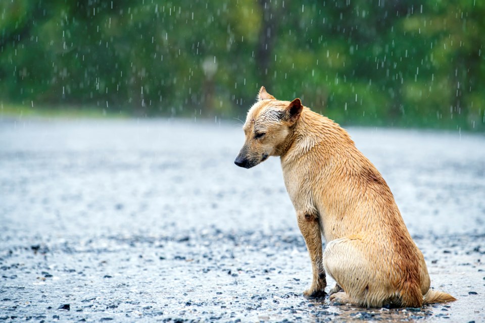 sad dog burnaby 