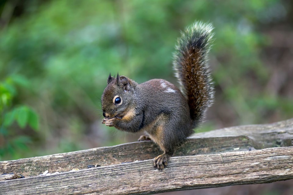 squirreleatinginpark