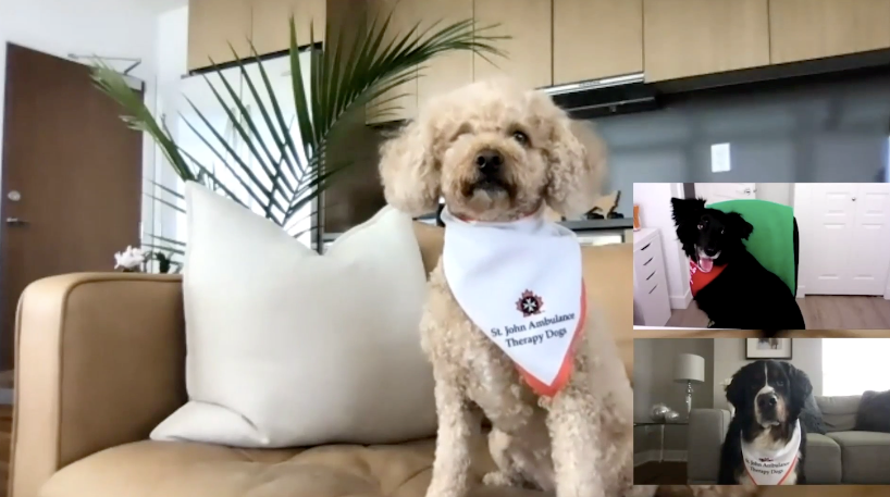 St. John's Ambulance virtual therapy dog
