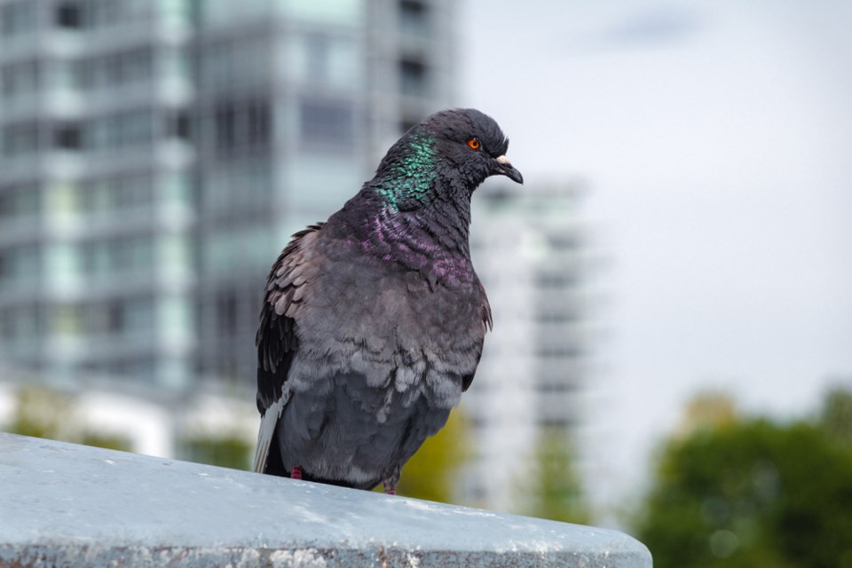 urbanpigeoninmetrovancouver