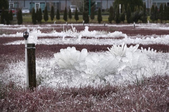 Ice sculptures captured on a Burnaby cranberry farm.