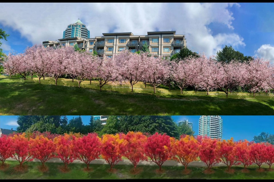 The Nikkei Place Foundation is planning to plant a row of cherry blossom and Japanese maple trees in Burnaby.