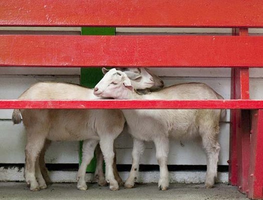 Queen's Park petting farm goats