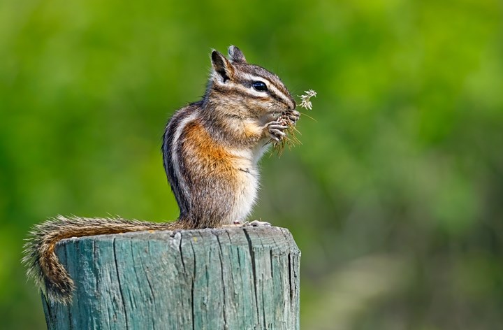 spca Thomas Haslinger_PineChipmunk