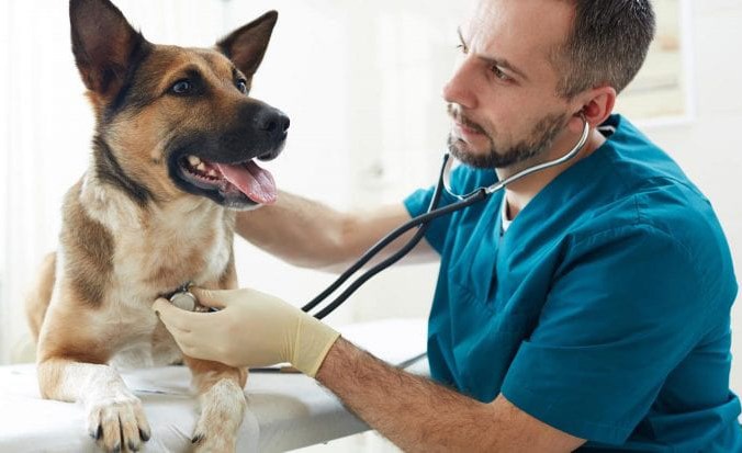 bc spca stock image vet