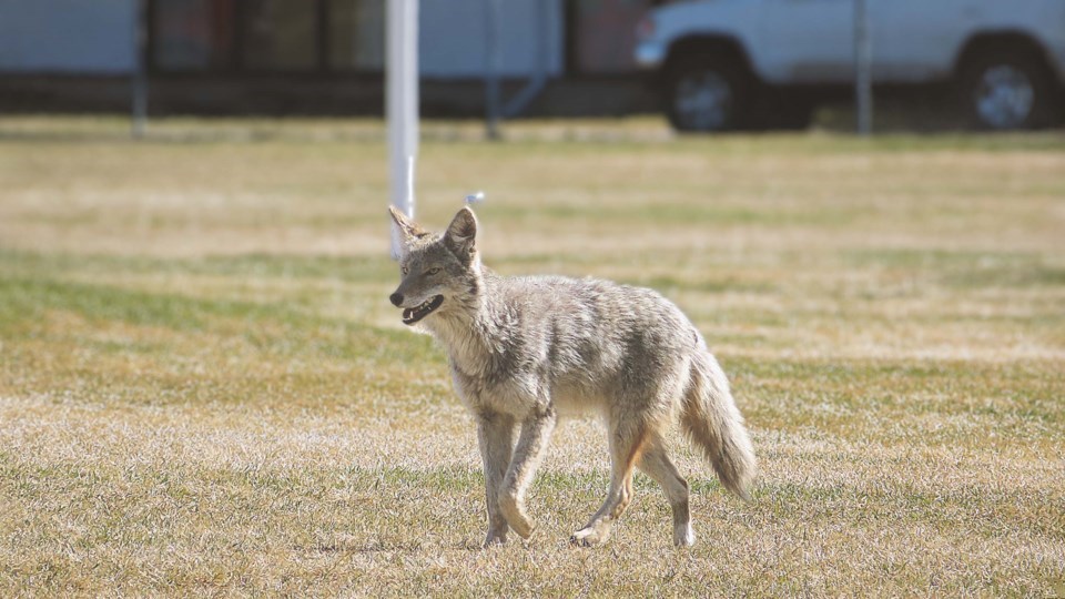 coyote central park