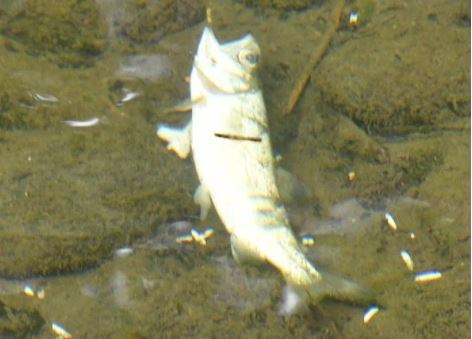 fish kill