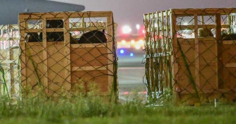 horses-in-shipping-crate-on-tarmac-photo-credit-Canadian-Horse-Defense-Coalition-825x434