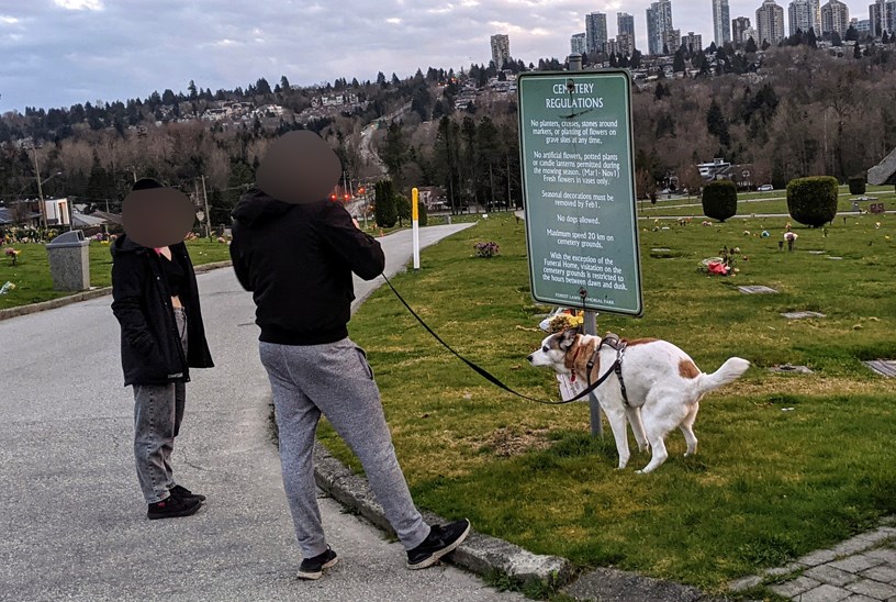 poop dog cemetery