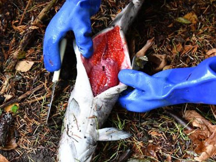 salmon chum byrne