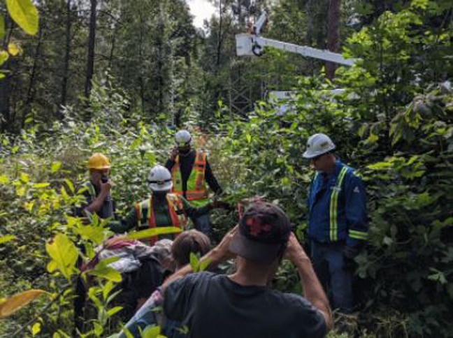 tmx trees trans mountain