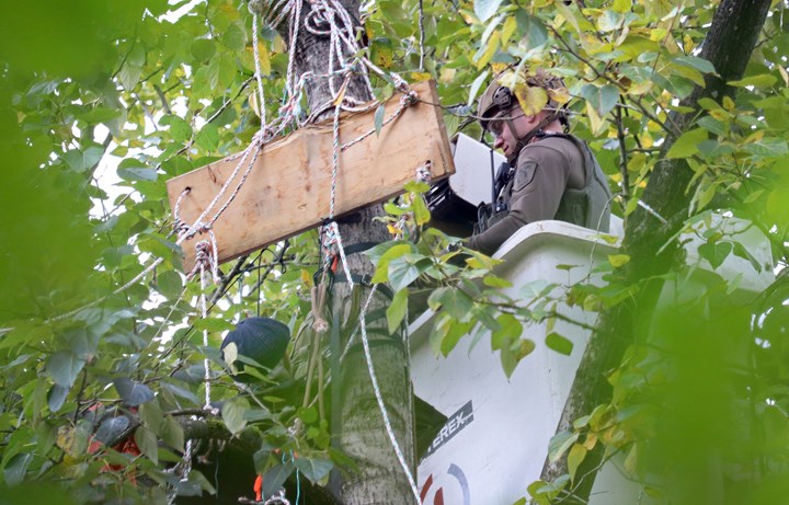 RCMP in Burnaby are using a lift bucket to reach Trans Mountain protesters in trees in Burnaby.