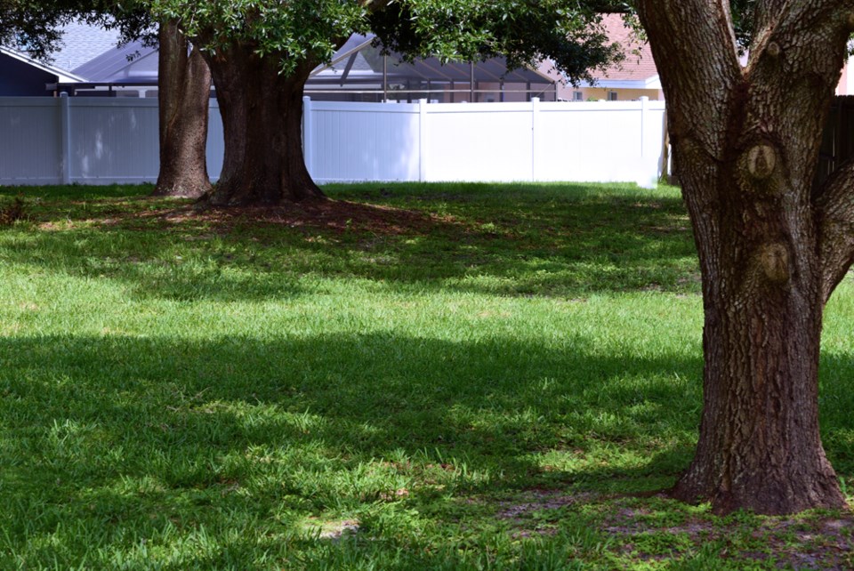 00 tree backyard
