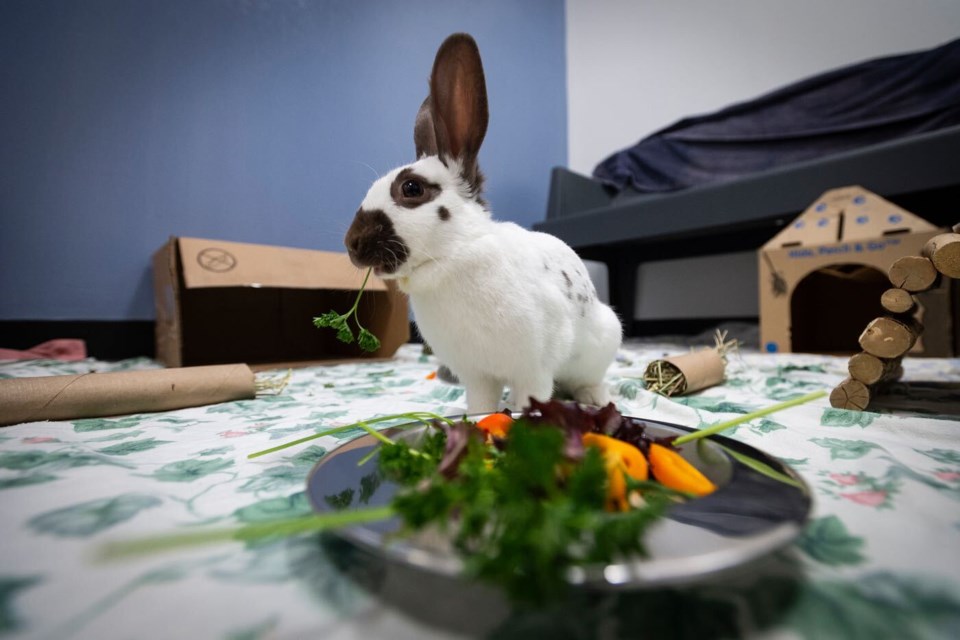 A large number of bunnies are currently calling the New Westminster Animal Shelter home after being located in Queensborough. While they were malnourished when located, these were the lucky ones, as others were found dead or in critical condition.