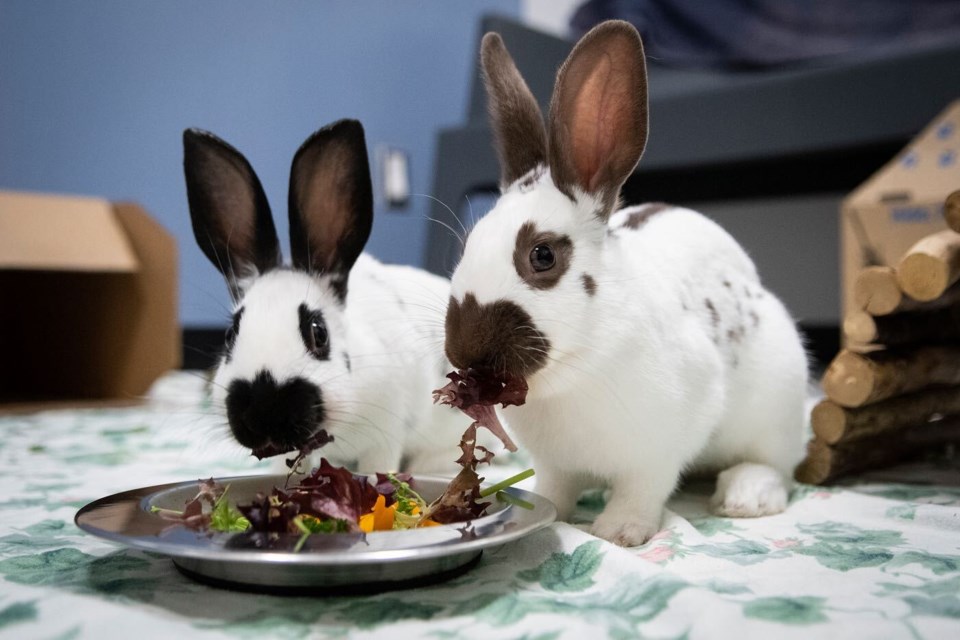 A large number of bunnies are currently calling the New Westminster Animal Shelter home after being located in Queensborough. While they were malnourished when located, these were the lucky ones, as others were found dead or in critical condition.