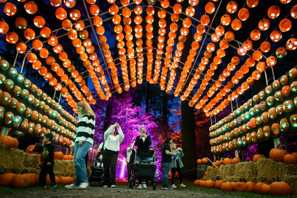 People walk through a pumpkin filled tunnel. 