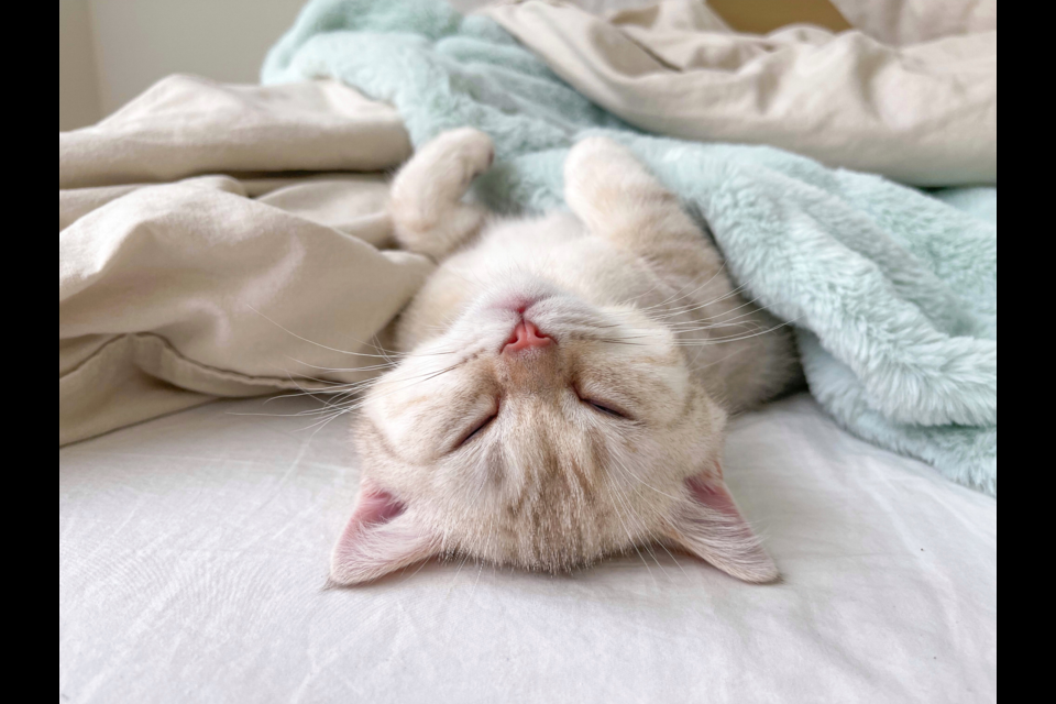 Pet valu cat beds sales