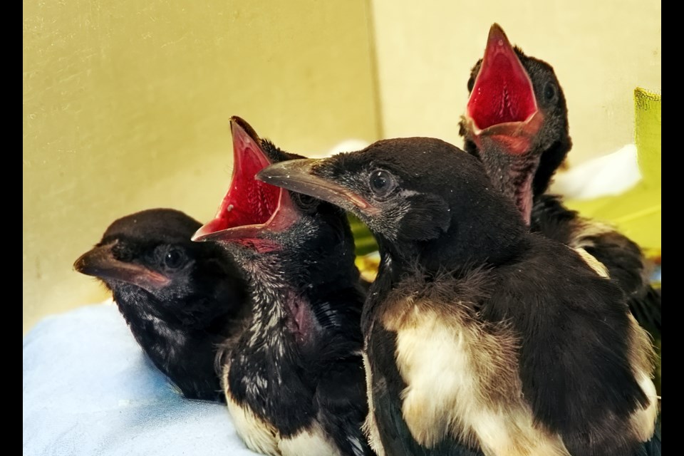 Albertan Magpies found in truck from Calgary to Metro Vancouver are now in rescue group's care. 