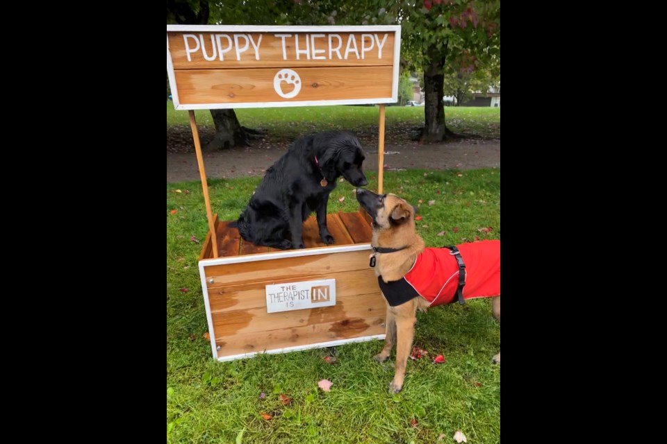 Meet the cutest therapists in town at the 40th anniversary celebration of Pets and Friends