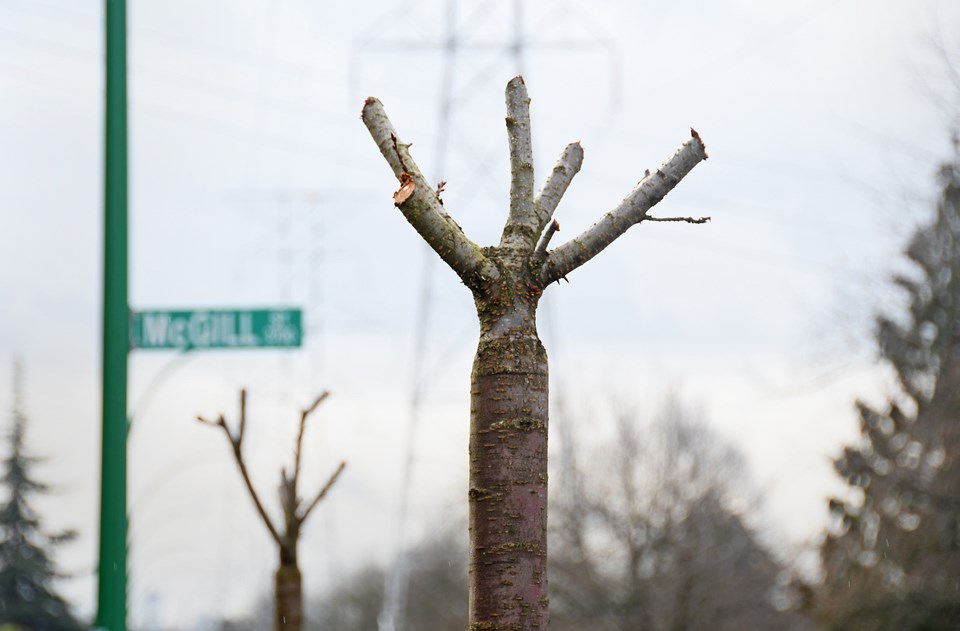 Two cherry trees on Boundary Road have been functionally destroyed through aggressive pruning, according to the City of Burnaby.