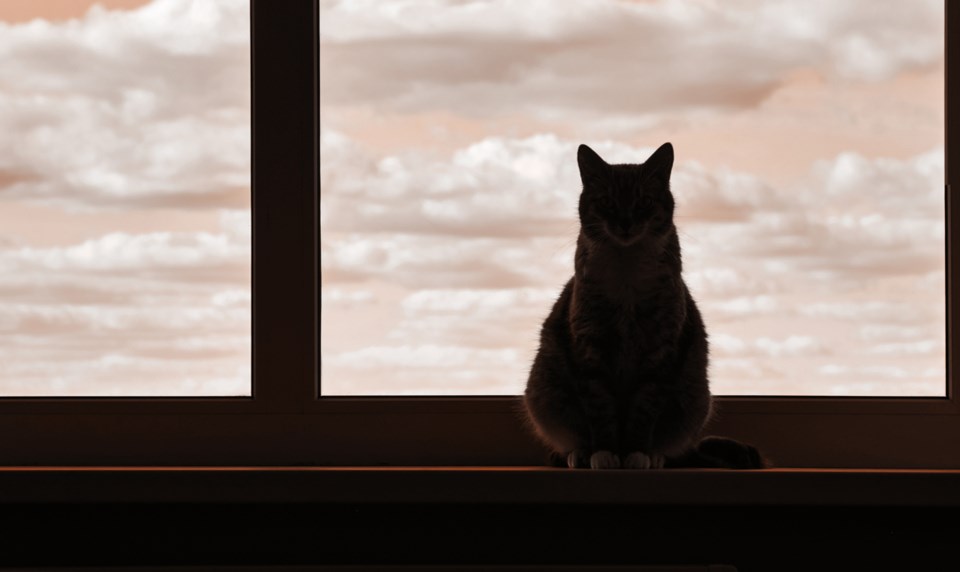 windowcatgettyimages
