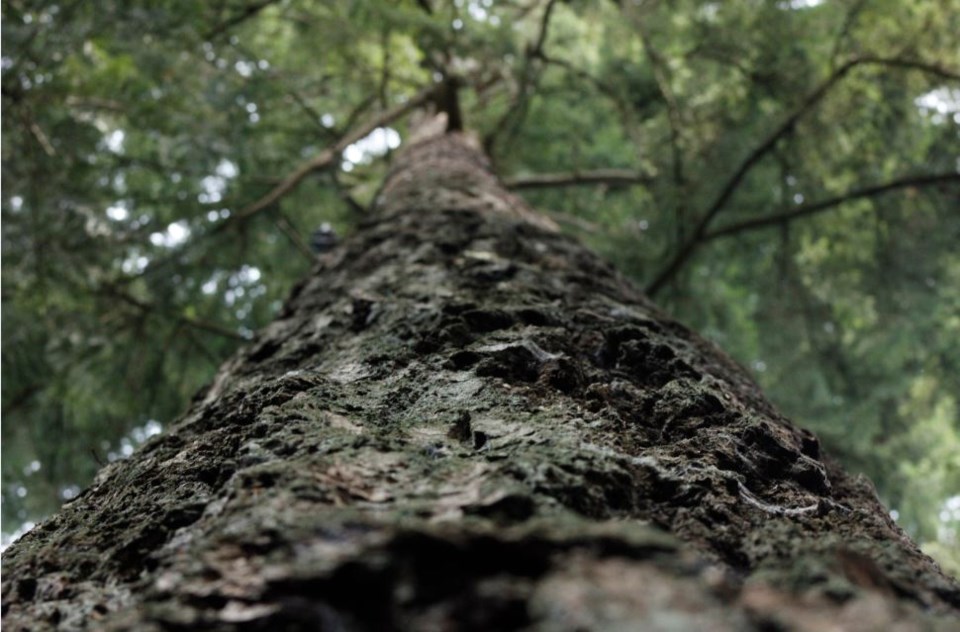 Douglas Fir - Getty images