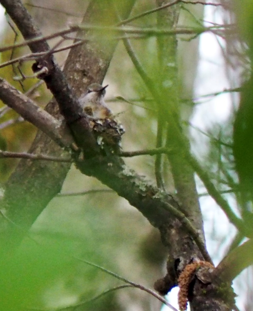 Anna's Hummingbird