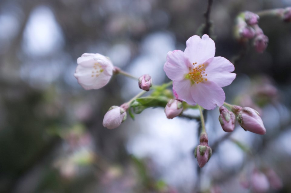 cherryblossominnewwestminster